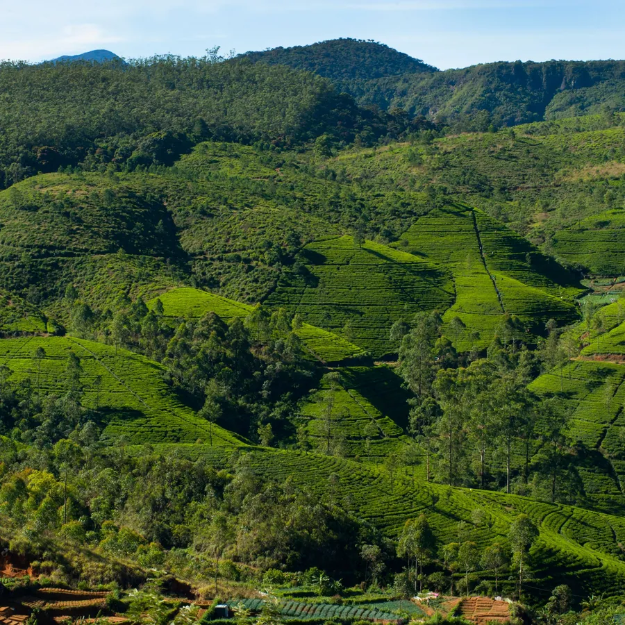Aerial view of vivid green tea plantation hills in Sri Lanka's central highlands
