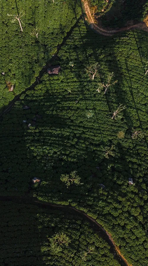 Aerial view of a road winding through tea-covered hills