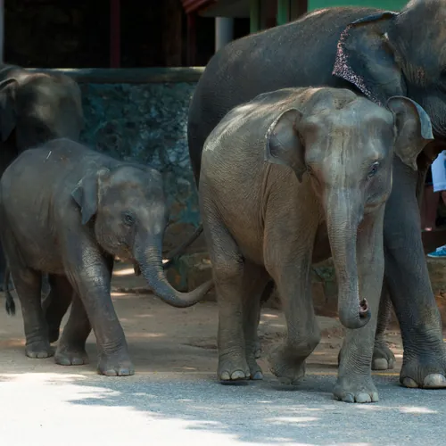 Wild elephants at a watering hole