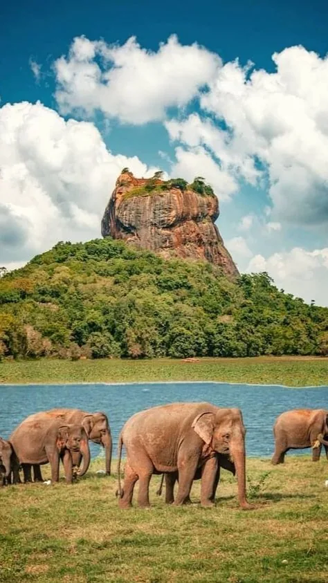A herd of wild elephants grazing beside a reservoir below Sigiriya rock