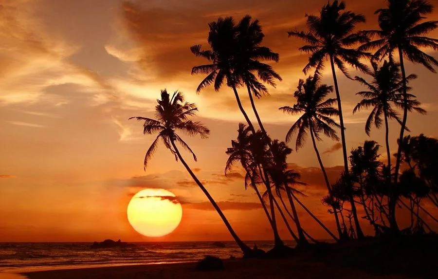 Palm trees in silhouette against a deep orange sun dropping into the sea